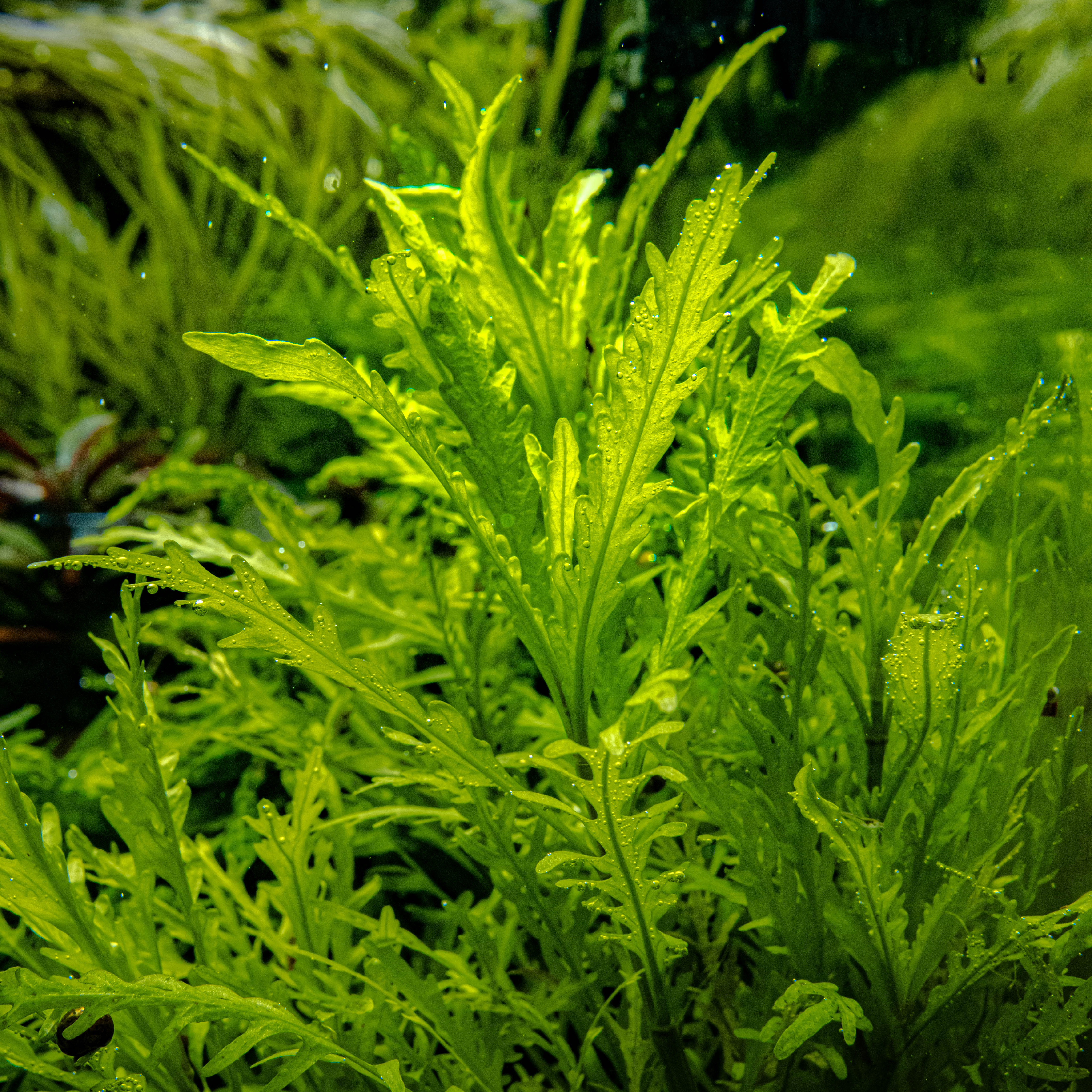 Hygrophila Odora In Vitro