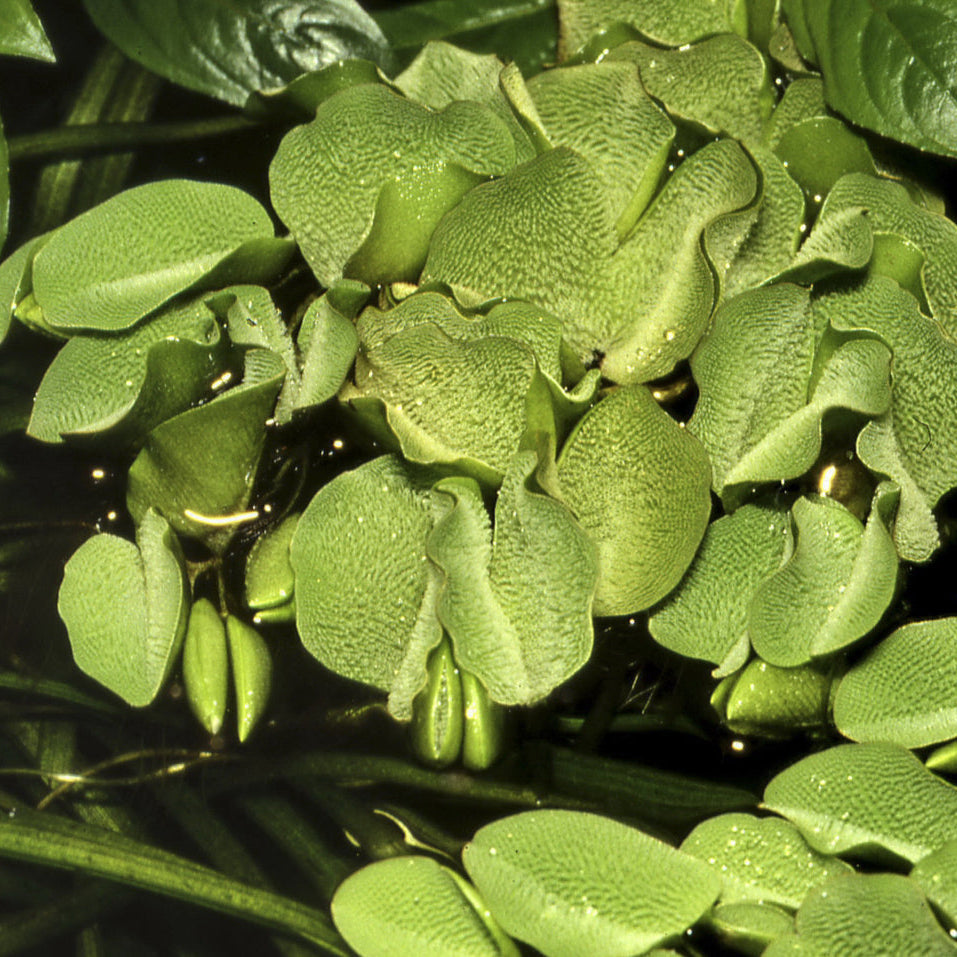 Salvinia minima In-Vitro - Kleiner Büschelfarn