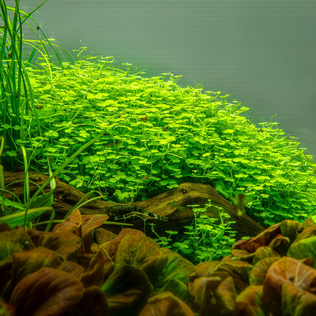 Hydrocotyle tripartita In-Vitro