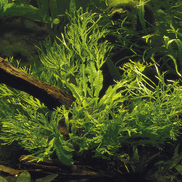 Microsorum pteropus Windeløv In-Vitro