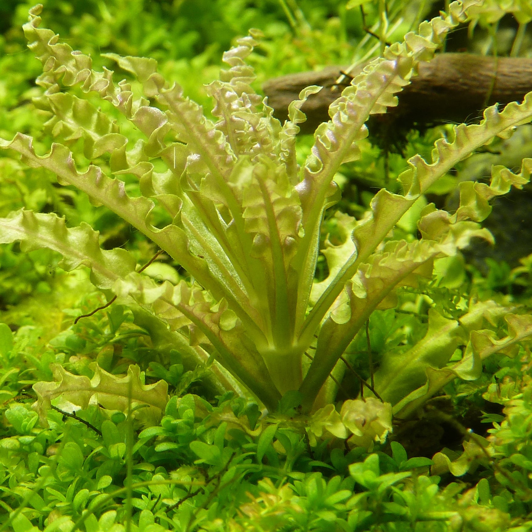 Pogostemon helferi In-Vitro