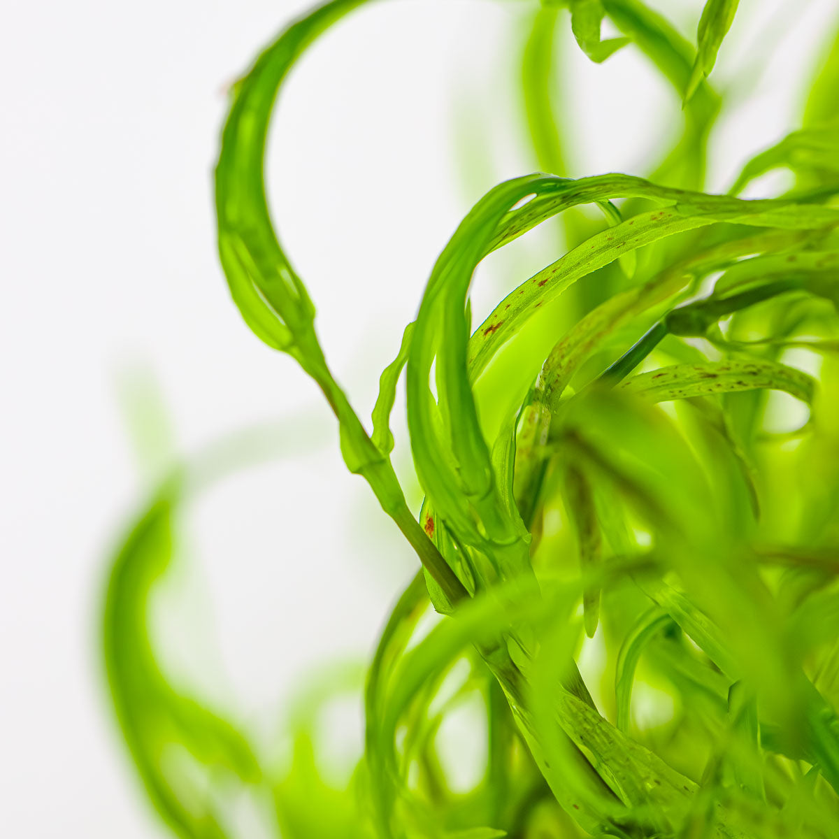 Najas guadalupensis 'Guppy Grass' In Vitro