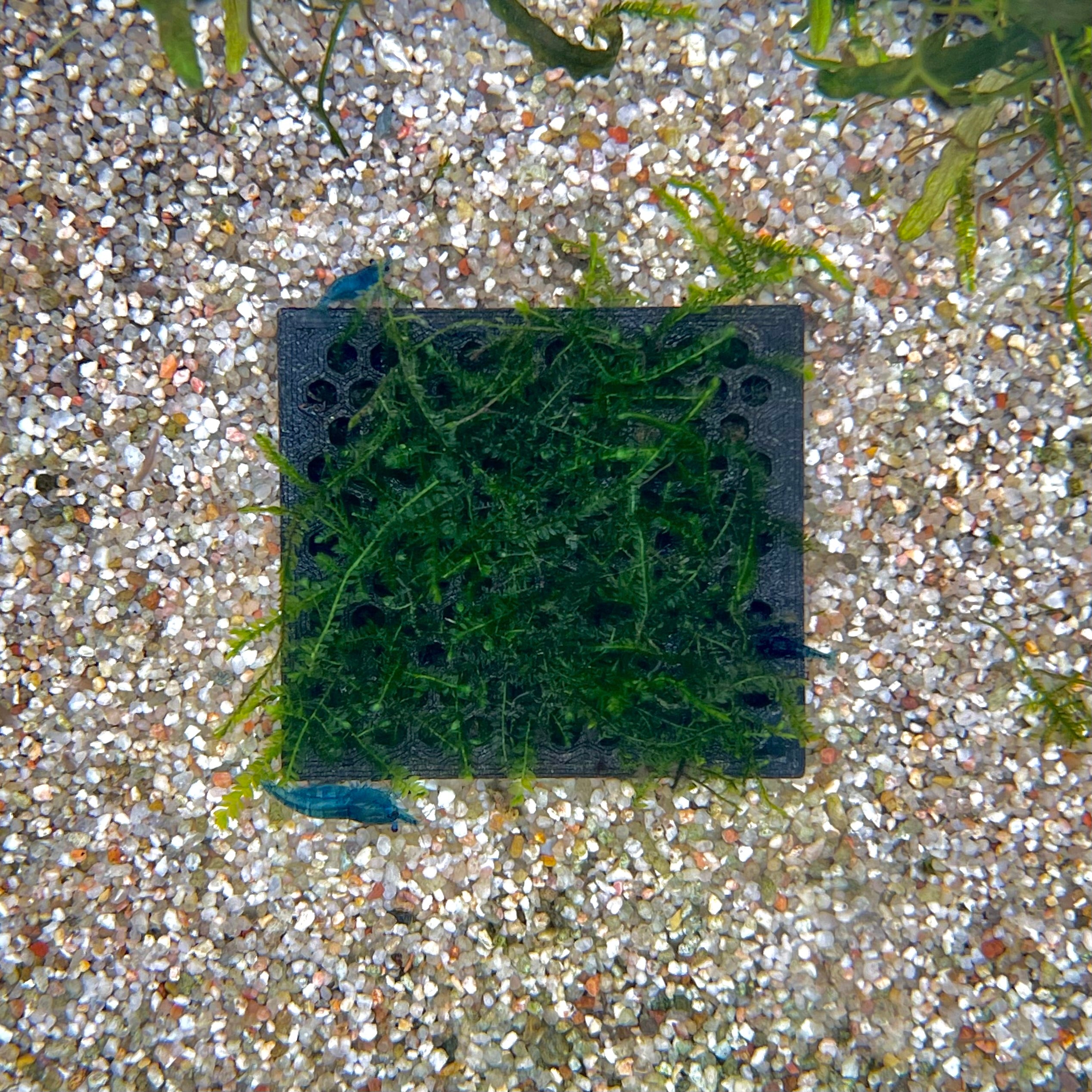 moos aufbewahren Moosbox - Aquarium Moos befestigen
