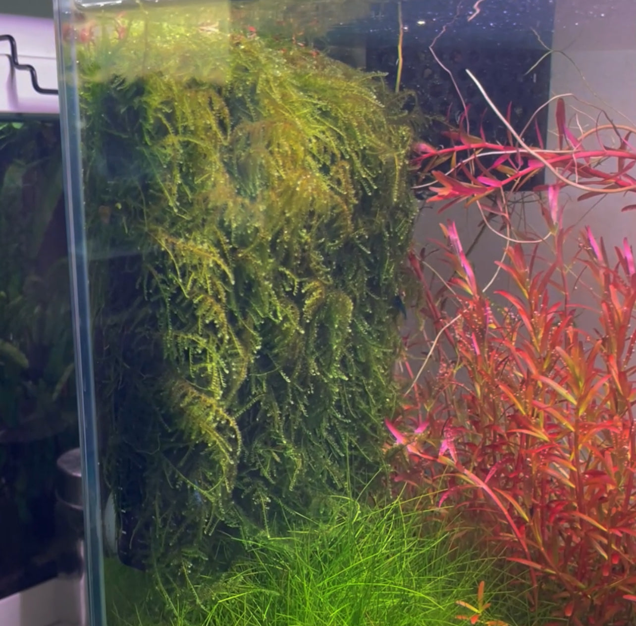 XL-Portion Weeping Moos Vesicularia ferriei