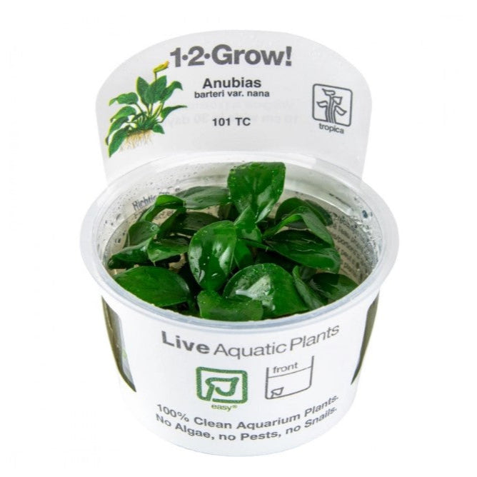 Anubias barteri var. Nana - Zwergspeerblatt In-Vitro