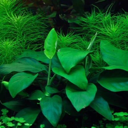 Anubias barteri var. Nana - Zwergspeerblatt In-Vitro