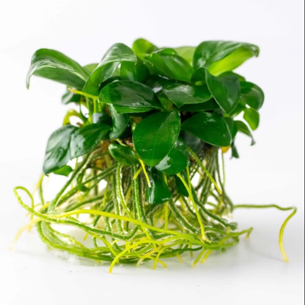 Anubias barteri var. Nana - Zwergspeerblatt In-Vitro