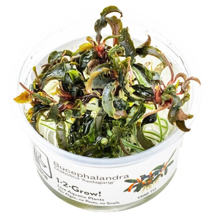 Bucephalandra Kedagang | In-Vitro
