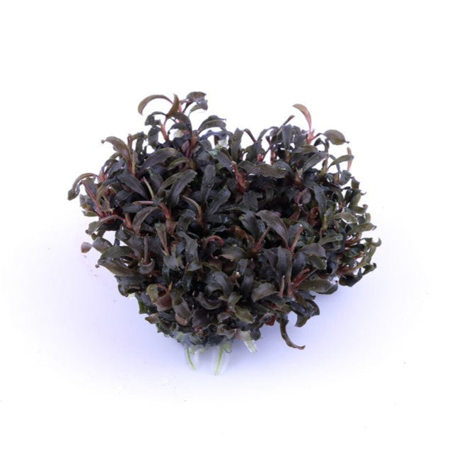 Bucephalandra Kedagang | In-Vitro