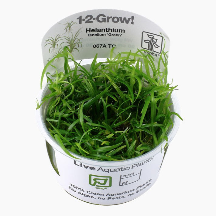 Helanthium tenellum 'Green' - Zwergschwertpflanze In-Vitro