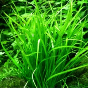 Helanthium tenellum 'Green' - Zwergschwertpflanze In-Vitro
