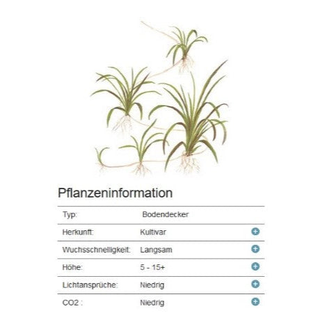 Helanthium tenellum 'Green' - Zwergschwertpflanze In-Vitro