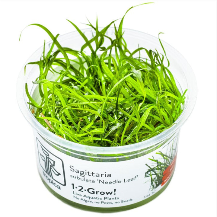 Sagittaria subulata 'Needle Leaf' In-Vitro