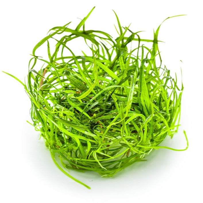 Sagittaria subulata 'Needle Leaf' In-Vitro