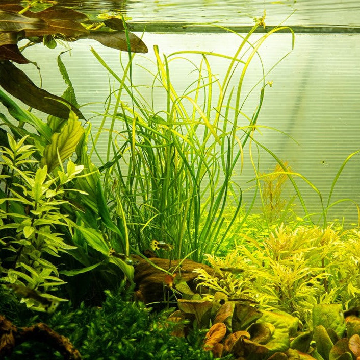 Sagittaria subulata 'Needle Leaf' In-Vitro