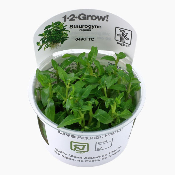 Staurogyne repens - Kriechende Staurogyne In-Vitro