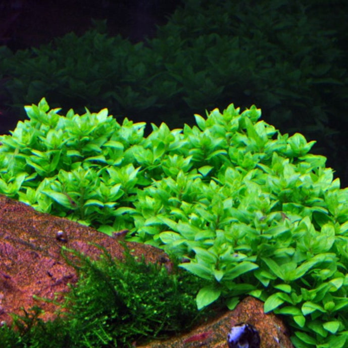 Staurogyne repens - Kriechende Staurogyne In-Vitro