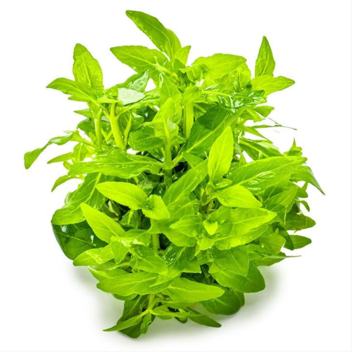 Staurogyne repens - Kriechende Staurogyne In-Vitro