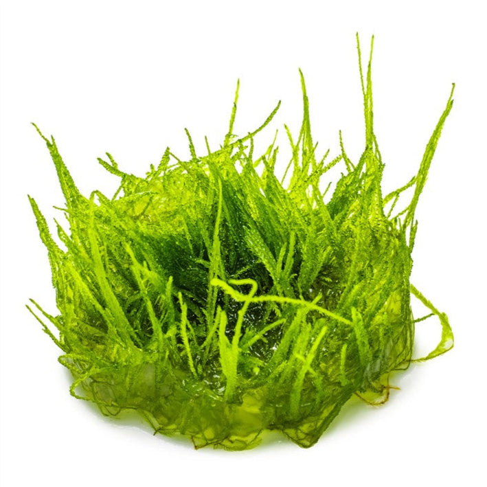 Taxiphyllum barbieri Javamoos In-Vitro
