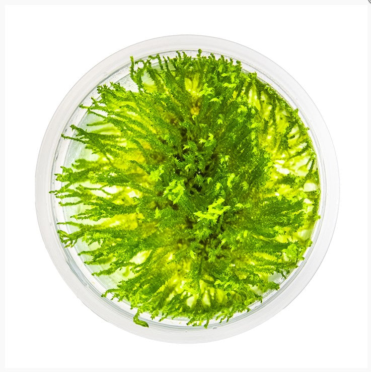 Taxiphyllum 'Spiky' Spiky Moos In-Vitro