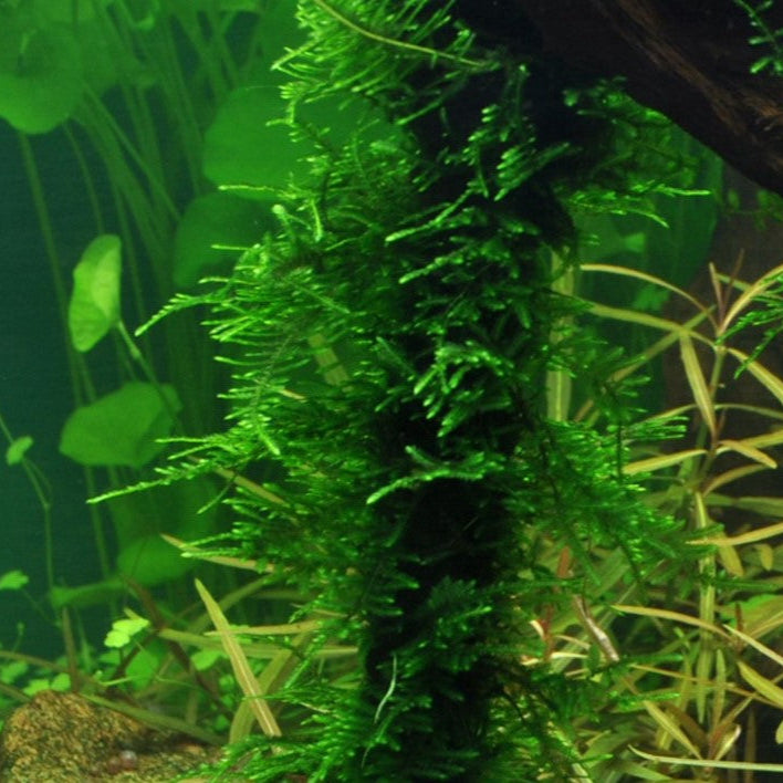 Taxiphyllum 'Spiky' Spiky Moos In-Vitro