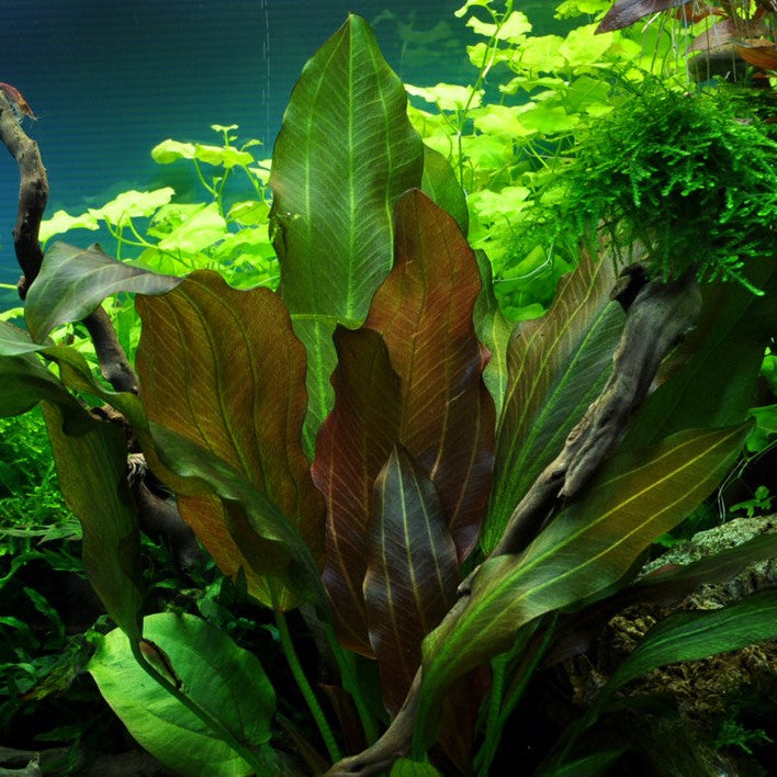 Echinodorus 'Reni' Rote Schwertpflanze In-Vitro