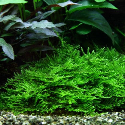 Taxiphyllum 'Spiky' Spiky Moos In-Vitro