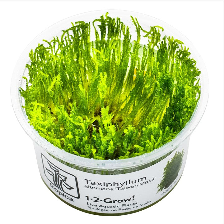 Taxiphyllum 'Taiwan Moss'  Taiwanmoos In Vitro