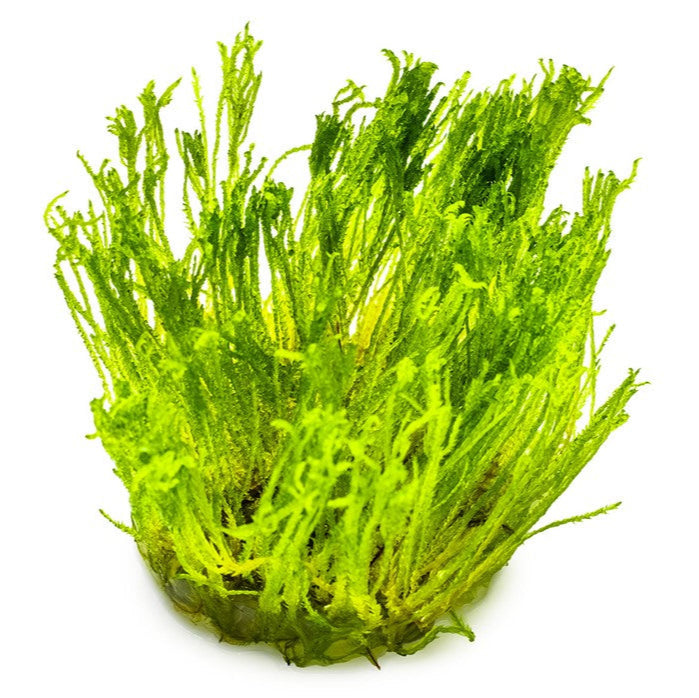 Taxiphyllum 'Taiwan Moss'  Taiwanmoos In Vitro
