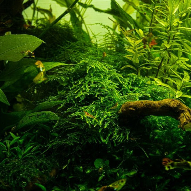 Taxiphyllum 'Taiwan Moss'  Taiwanmoos In Vitro