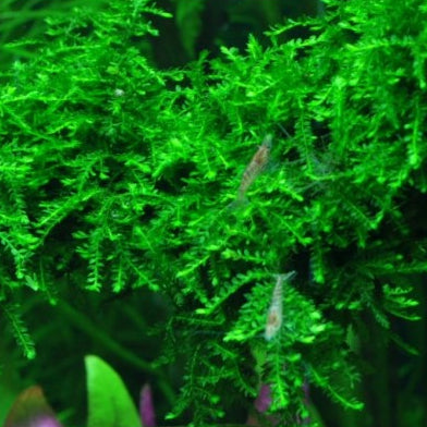 Vesicularia ferriei Weeping Moos In-Vitro
